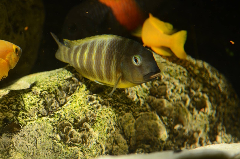Tropheus brichardi 'Katonga'
